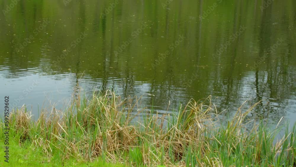 Natural Tranquility: Exploring the Verdant Forest Surrounding the Lake Natural Tranquility: Exploring the Verdant Forest Surrounding the Lake