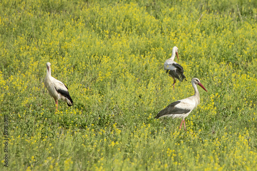 Three white storks walking on a flowering rapeseed field. White stork (Ciconia ciconia) and Rapeseed (Brassica napus).