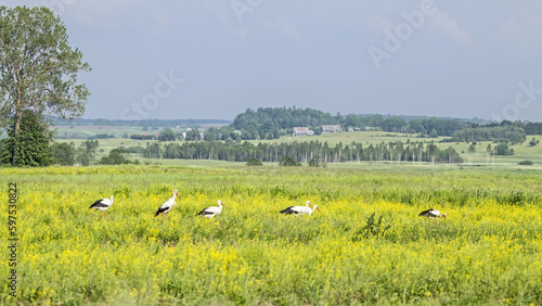 Groupe of the white storks walking on a flowering rapeseed field. White stork (Ciconia ciconia) and Rapeseed (Brassica napus).