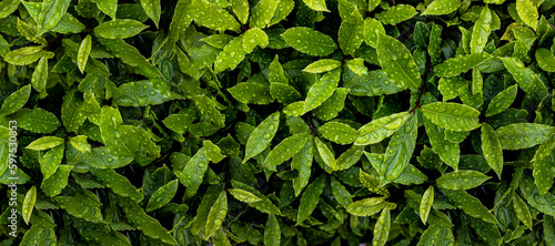 Green leaves after rain with water droplets. Many green leaves with dew drops. Banner, Flat lay, top view,