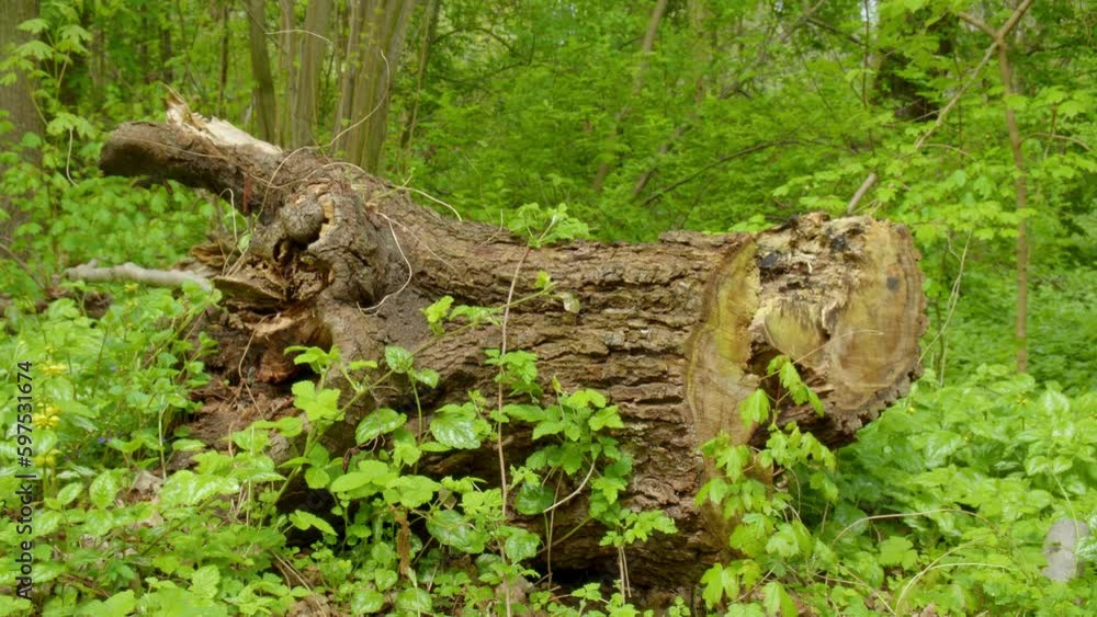 The Wonders of the Forest: A Closer Look at the Logs and Branches that Make it Unique The Wonders of the Forest: A Closer Look at the Logs and Branches that Make it Unique