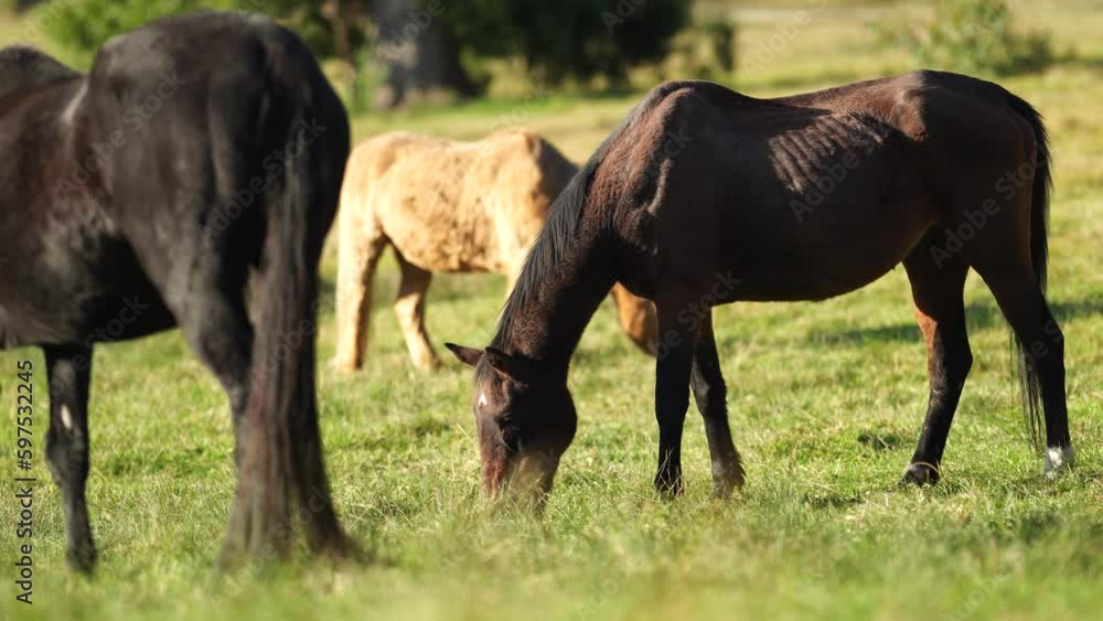 Brown horse with a blonde mane in a field on a farm in South America Brown horse with a blonde mane in a field on a farm in South America