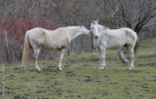 Pair of white horses in the pasture