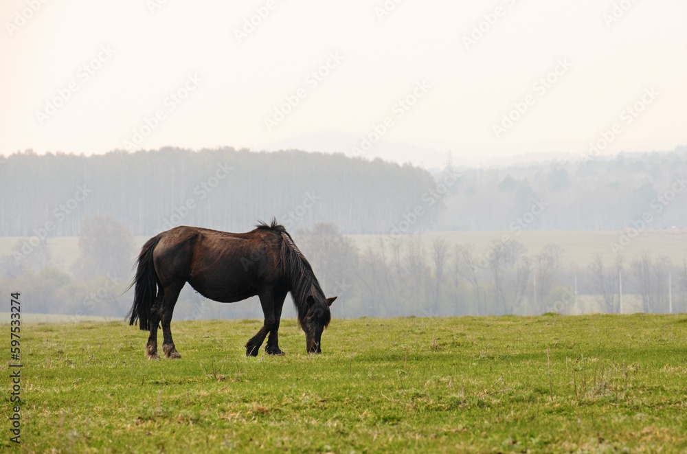 A black horse grazes in a meadow and eats grass. Farming concept. A black horse grazes in a meadow and eats grass. Farming concept.