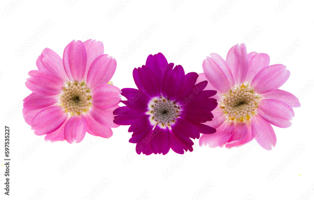 Cineraria flower isolated Cineraria flower isolated