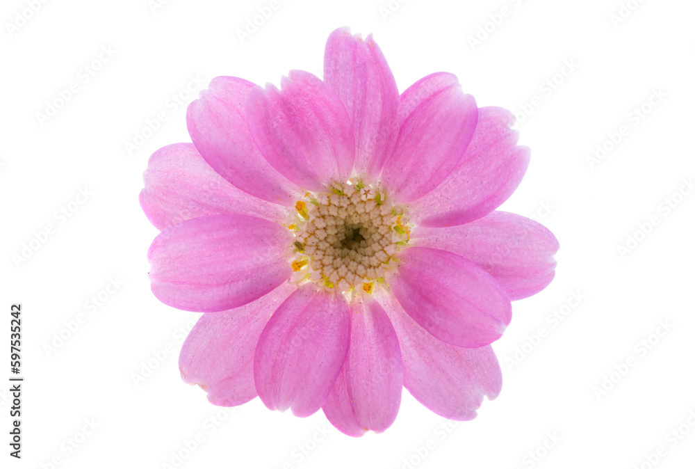 Cineraria flower isolated Cineraria flower isolated