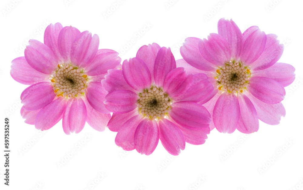 Cineraria flower isolated Cineraria flower isolated
