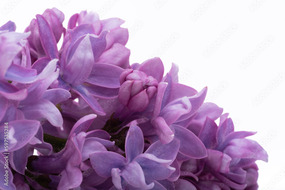 lilac flower isolated lilac flower isolated