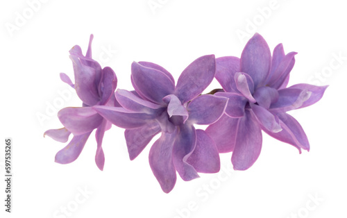 Fototapeta Naklejka Na Ścianę i Meble -  lilac flower isolated