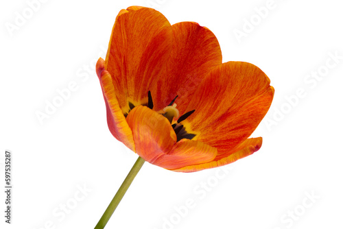 tulip flower isolated