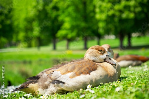 Slika na platnu youngling Egyptian goose resting on the green grass near the water