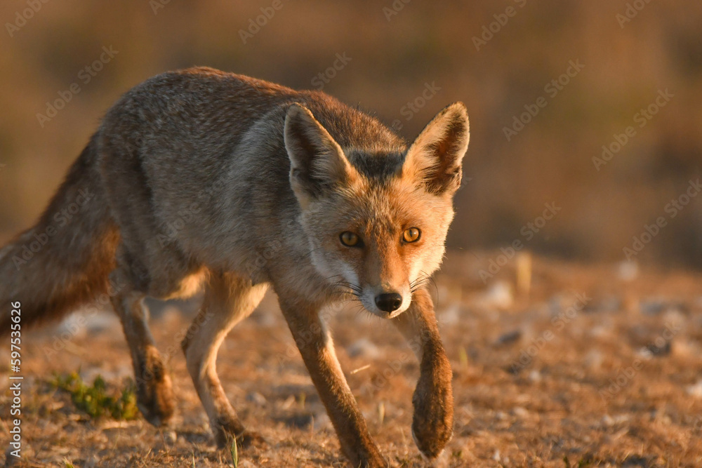 Obraz premium Rotfuchs