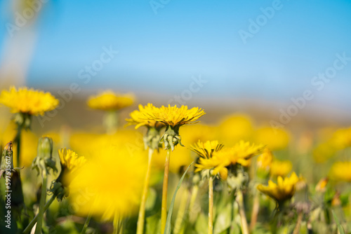 yellow dandelions in a meadow