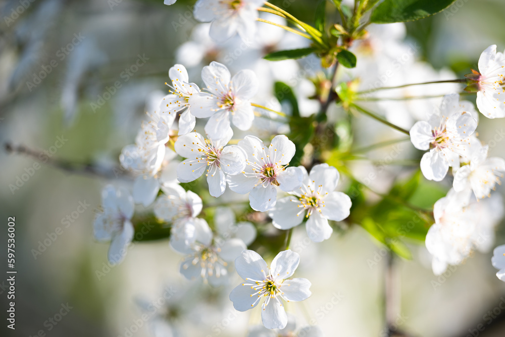 Obraz premium branch with cherry flowers