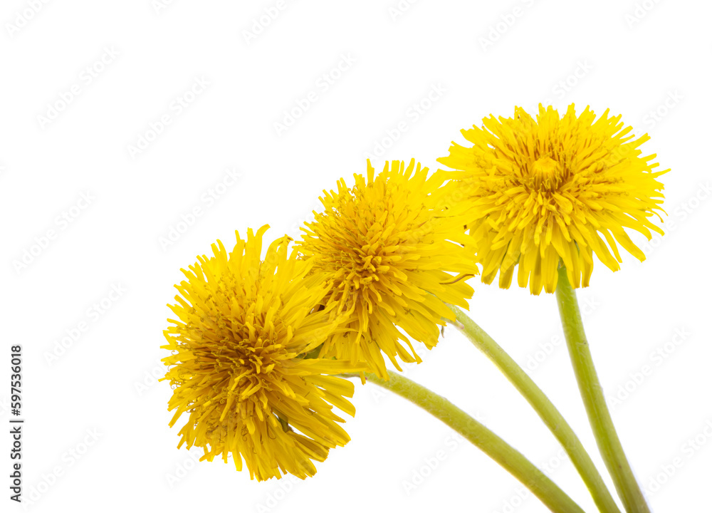 dandelion flower isolated dandelion flower isolated