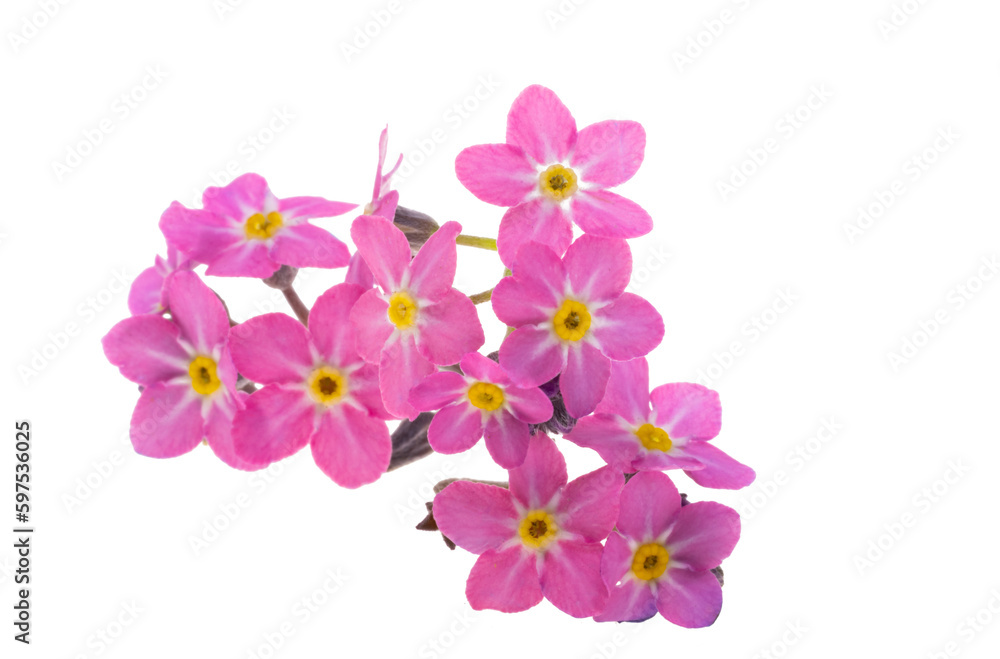 Fototapeta premium pink forget-me-not isolated