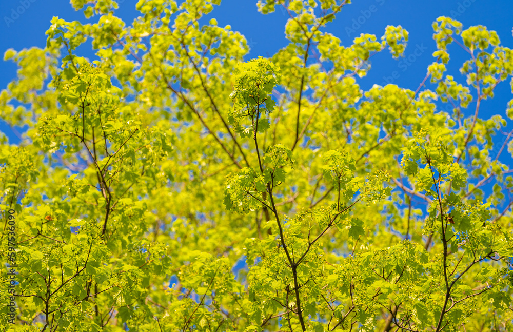 young green foliage against the blue sky