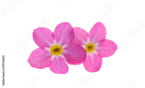 pink forget-me-not isolated