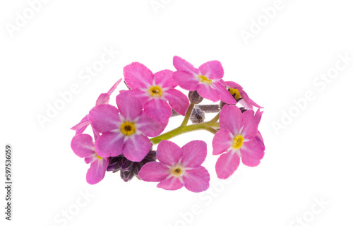 pink forget-me-not isolated