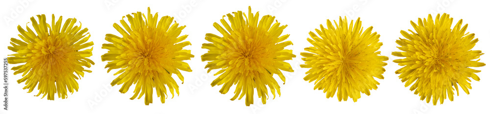 Yellow dandelion flowers collection isolated on transparent background. PNG file.
