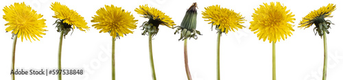 Yellow dandelion flowers collection isolated on transparent background. PNG file.
