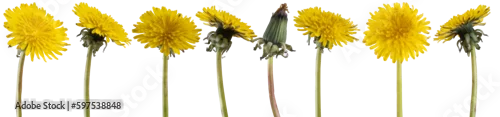 Panel kuchenny z motywem Yellow dandelion flowers collection isolated on transparent background. PNG file.