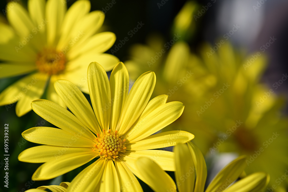 オステオスペルマム　黄色いキララの花