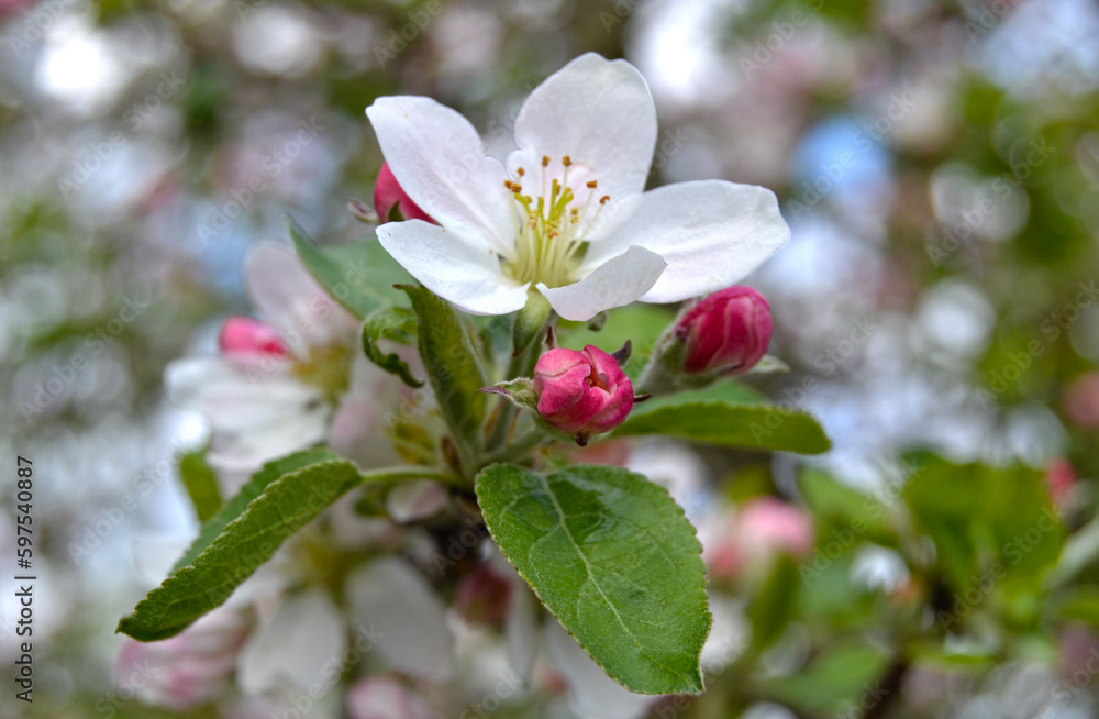 Apple blossom on a branch in spring garden in sunny day. Pink buds and flowers with green leaves on blue sky background Apple blossom on a branch in spring garden in sunny day. Pink buds and flowers with green leaves on blue sky background