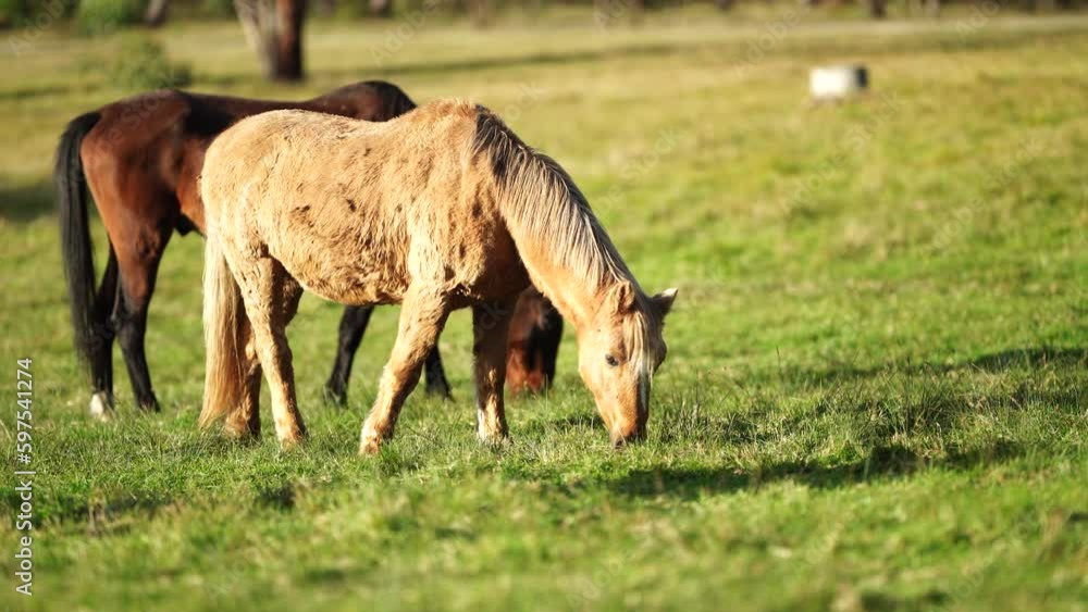 Beautiful horses grazing on grass in a field. Grey horse in the trees on a farm Beautiful horses grazing on grass in a field. Grey horse in the trees on a farm
