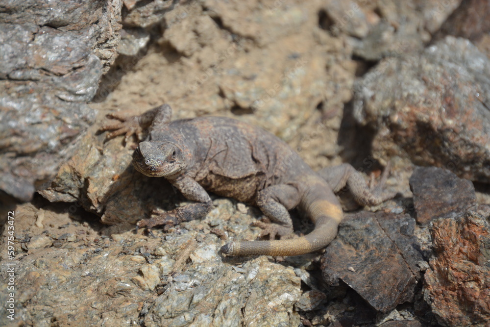 lizard on the rock in death valley lizard on the rock in death valley