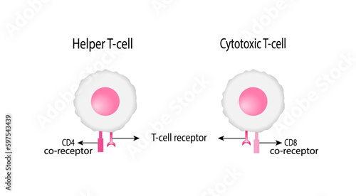 T Cell, helper T cell and cytotoxic T cell, CD Antigen Types., CD4 And CD8. Vector Illustration.	