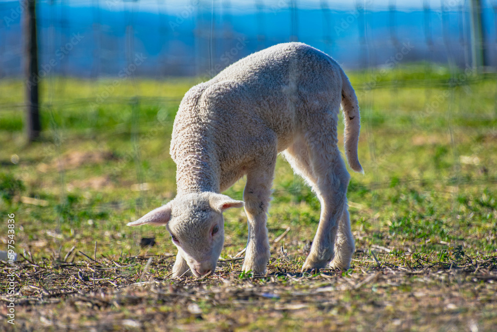 Obraz premium sheep and lamb