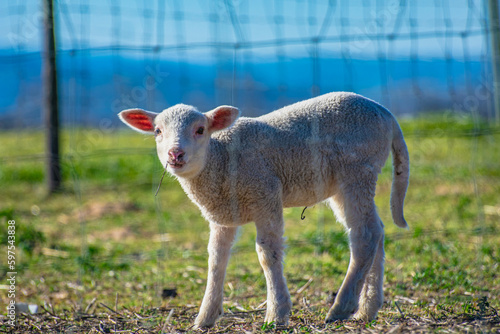baby goat eating grass