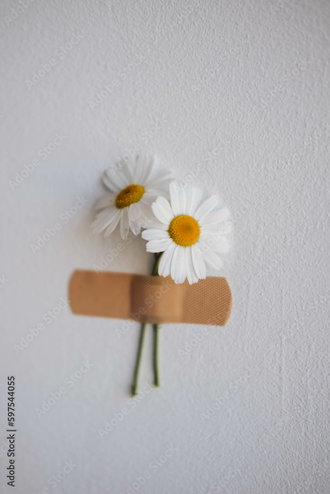 Obraz premium White daisies with adhesive bandage on a white wall.