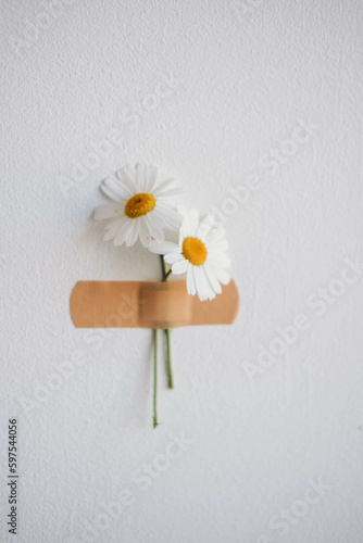 White daisies with adhesive bandage on a white wall.