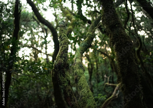 Bosque de la esperanza Tenerife  © Alegel