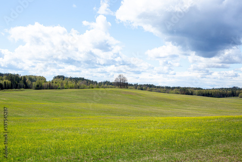 Fresh green field view in spring in Karli in Latvia on a sunny day
