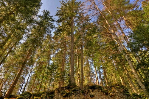 Forêt de sapins dans le Jura.