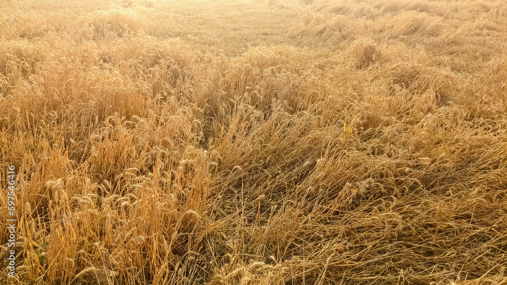 harvest of dry wheat field, bread, semolina, porridge, bran, gluten and protein. Yellow textured background of organic wheat grains, ready for farming harvest of dry wheat field, bread, semolina, porridge, bran, gluten and protein. Yellow textured background of organic wheat grains, ready for farming