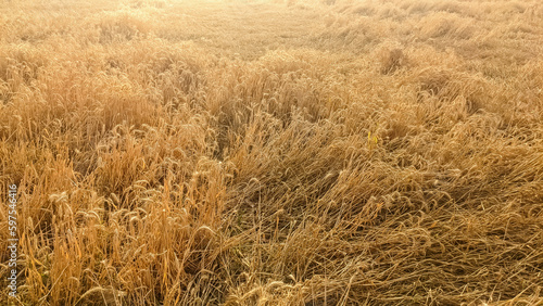 harvest of dry wheat field, bread, semolina, porridge, bran, gluten and protein. Yellow textured background of organic wheat grains, ready for farming