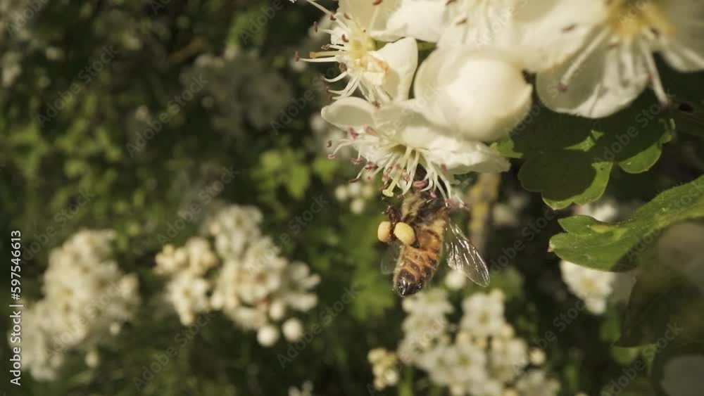 Foraging bee attached to flowering tree Foraging bee attached to flowering tree