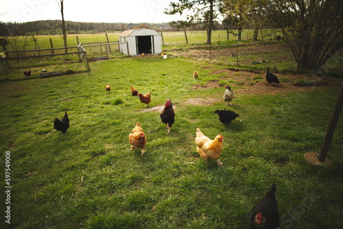 Wallpaper Mural Chickens on a small farm in the country. Small scale poultry farming in Ontario, Canada. Torontodigital.ca