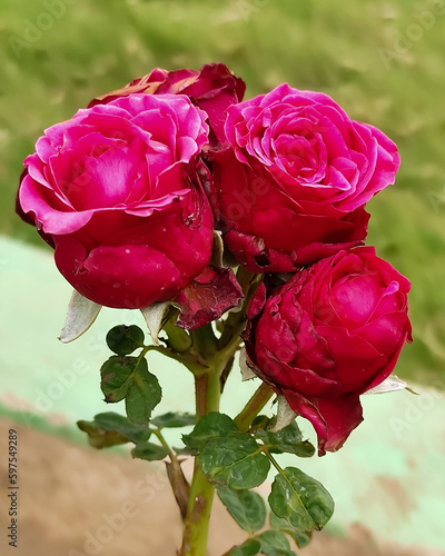 The all beautiful flowers india very good rose all beautiful flowers 