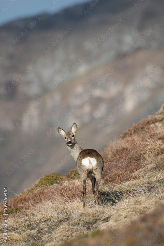 Wild european female roe deer (doe - Capreolus capreolus) looking back and standing in an alpine grassland against mountain background in warm early light, Italian Alps, April
