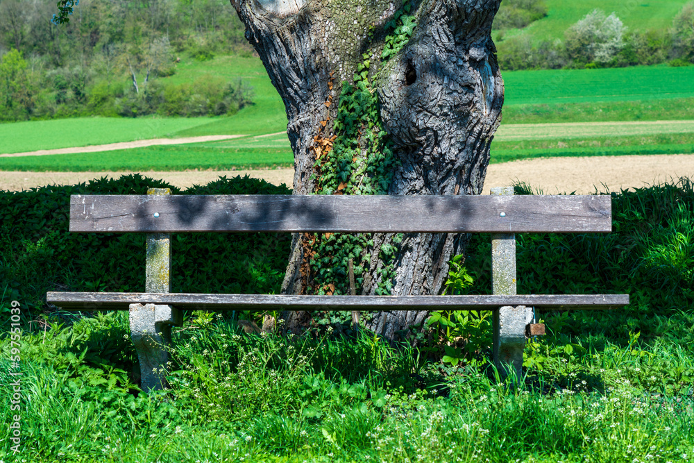 An old wooden park bench next to a hiking trail under an old tree