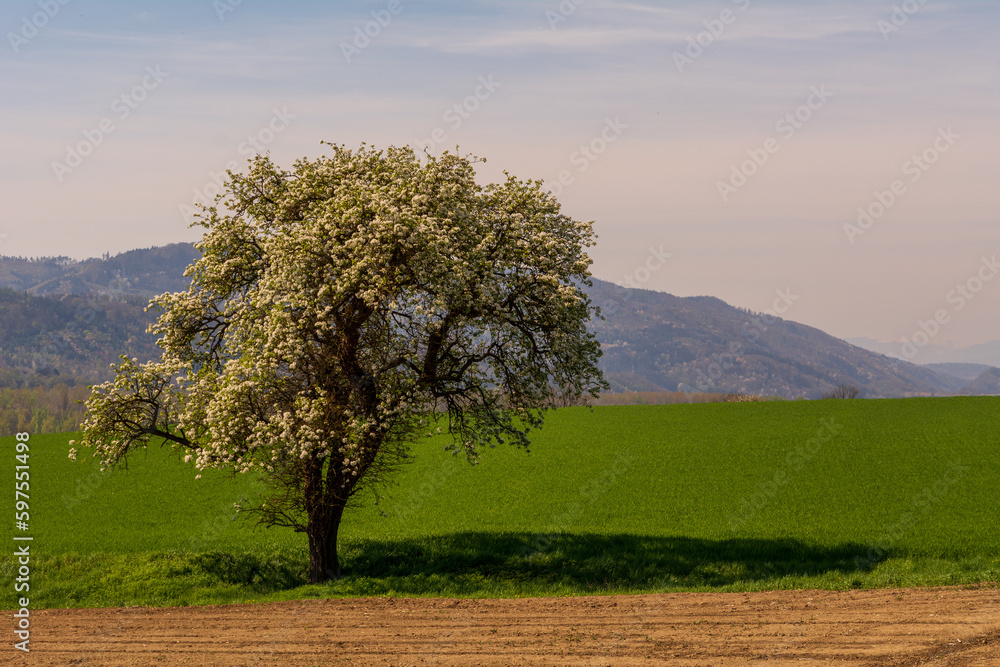 Blooming apple tree on a green meadow in spring
