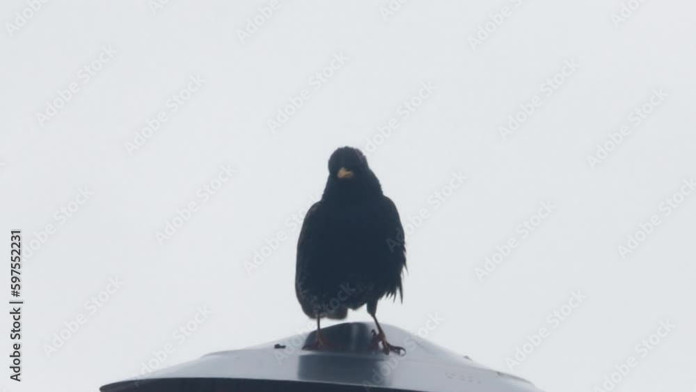 Starling bird flying from roof wings flapping slow motion Starling bird flying from roof wings flapping slow motion