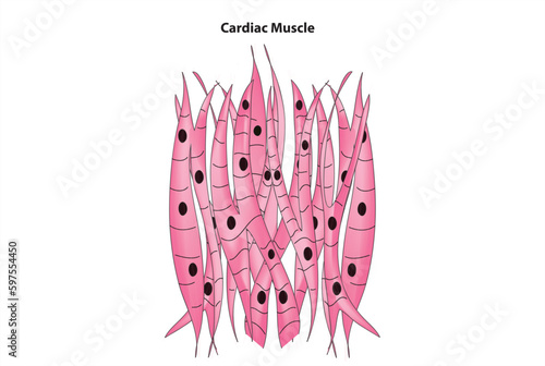 cardiac muscle cell diagram photo