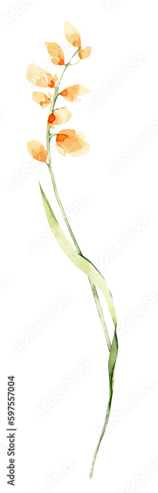 Watercolor field flower, png illustration. Meadow summer blossom. Watercolor field flower, png illustration. Meadow summer blossom.