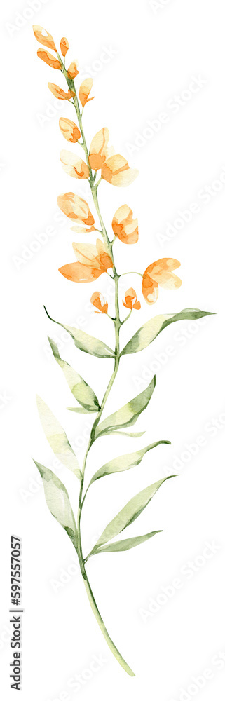 Watercolor yellow field flower, floral hand painted clipart. Botanical illustration.